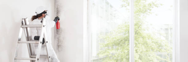 Best Environmental Consulting for Mold Prevention  in St Martin, MS