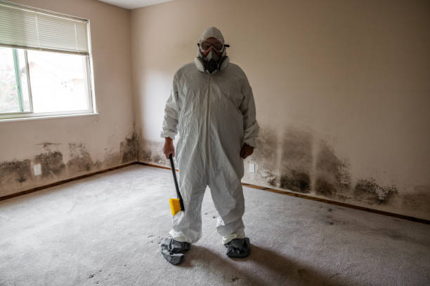 Best Mold Odor Removal Services  in St Martin, MS